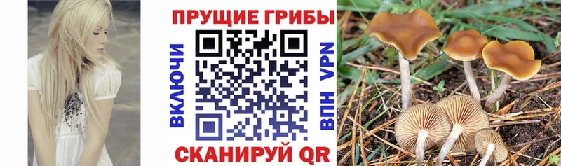 OMG как войти  Катайск  Псилоцибиновые грибы мухоморы 